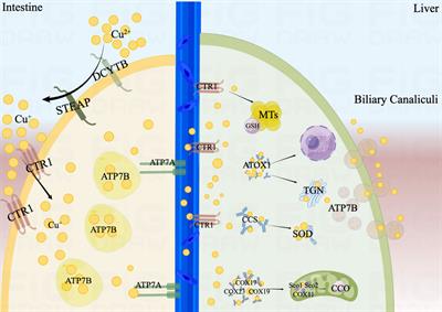 Copper metabolism and hepatocellular carcinoma: current insights